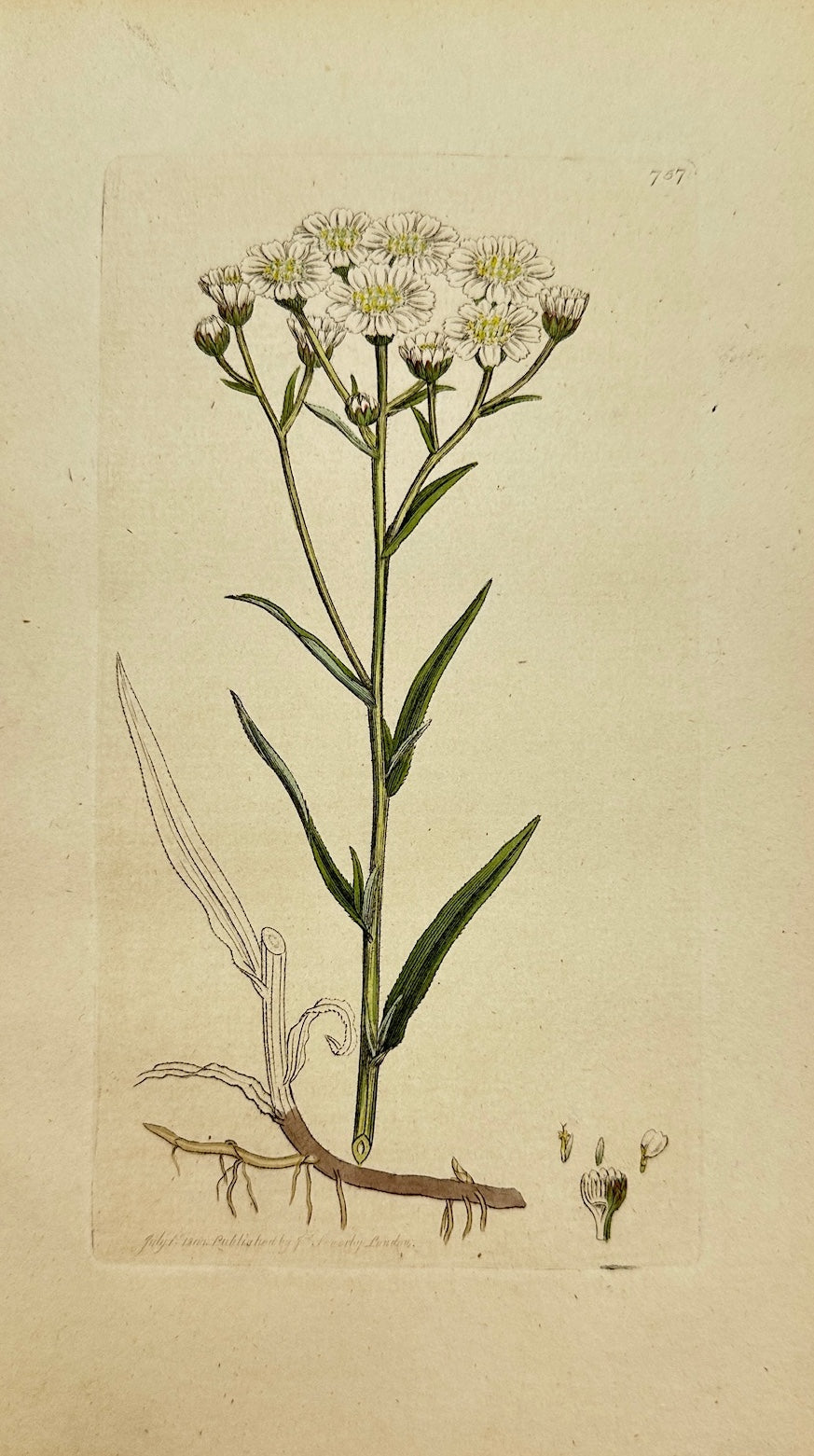 Antique Botanical Print - James Sowerby - Achillea Ptarmica - Sneezewort - F1