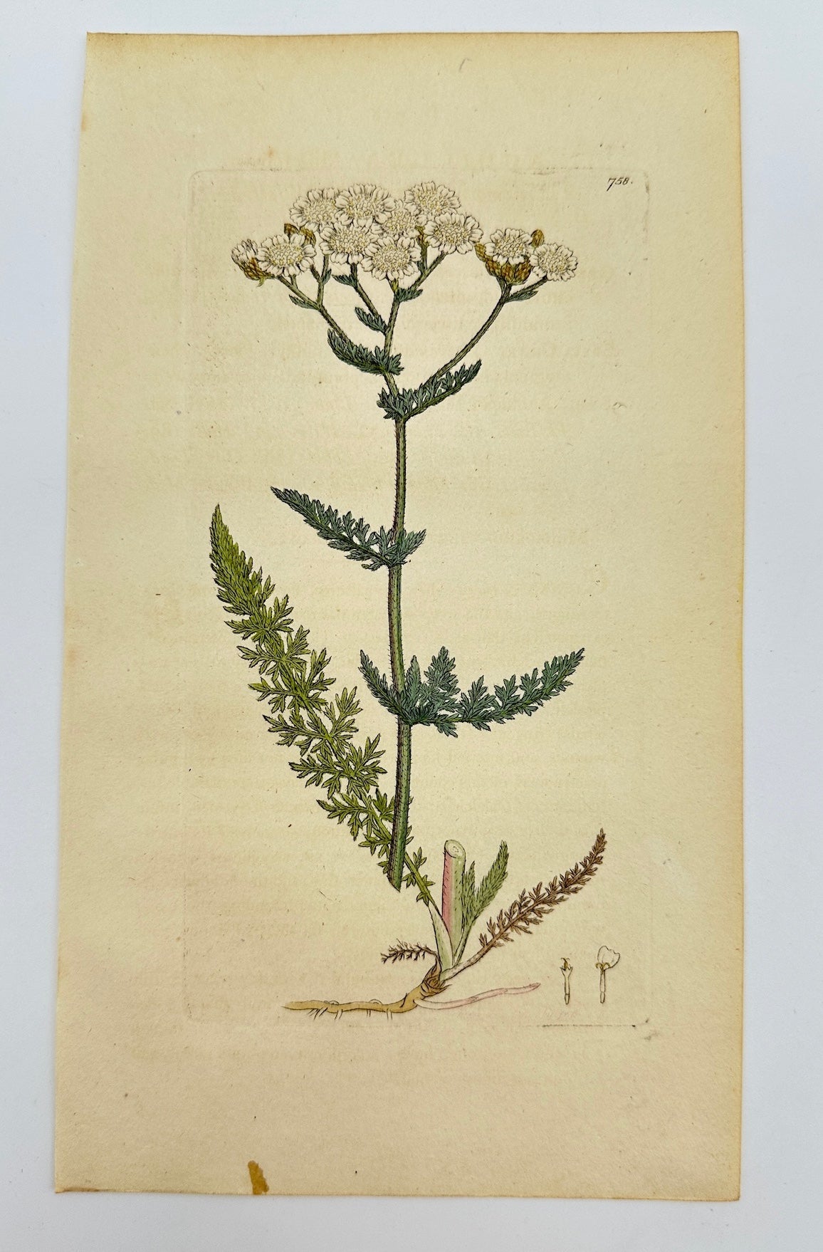 Antique Botanical Print - James Sowerby - Achillea Millefolium - Yarrow - F1