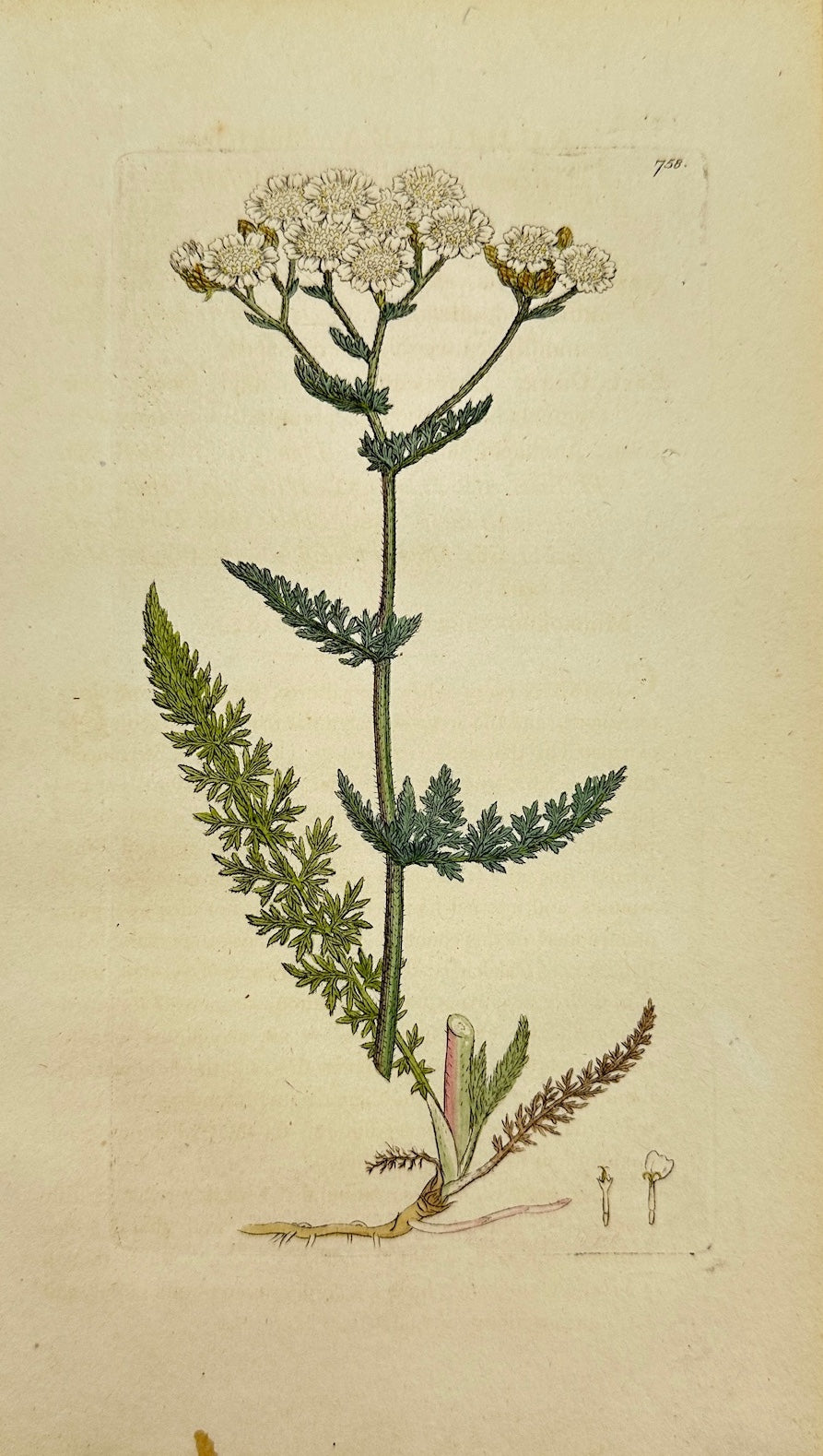 Antique Botanical Print - James Sowerby - Achillea Millefolium - Yarrow - F1
