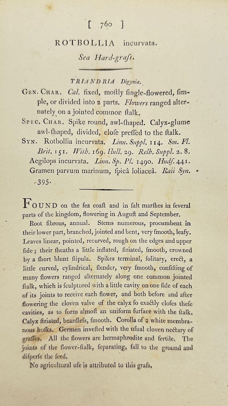 Antique Print - James Sowerby - Rotbollia Incurvata - Curved Rotbollia - F1