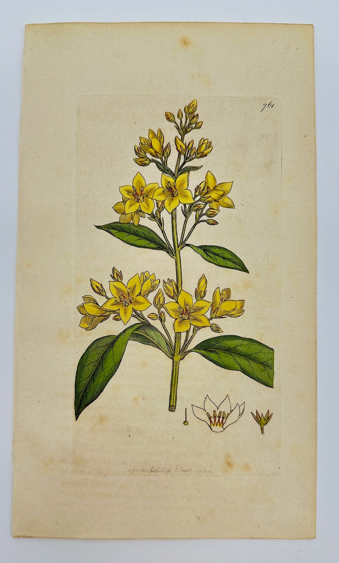 Antique Print - James Sowerby - Lysimachia Vulgaris - Yellow Loosestrife - F1