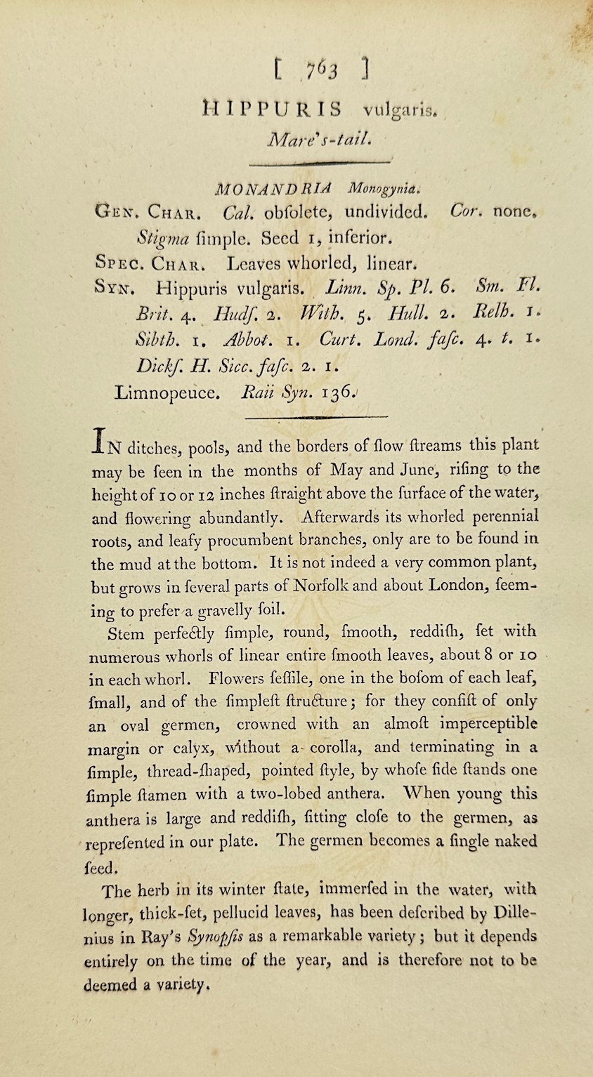 Antique Botanical Print - James Sowerby - Hippuris Vulgaris - Mare's-tail - F1