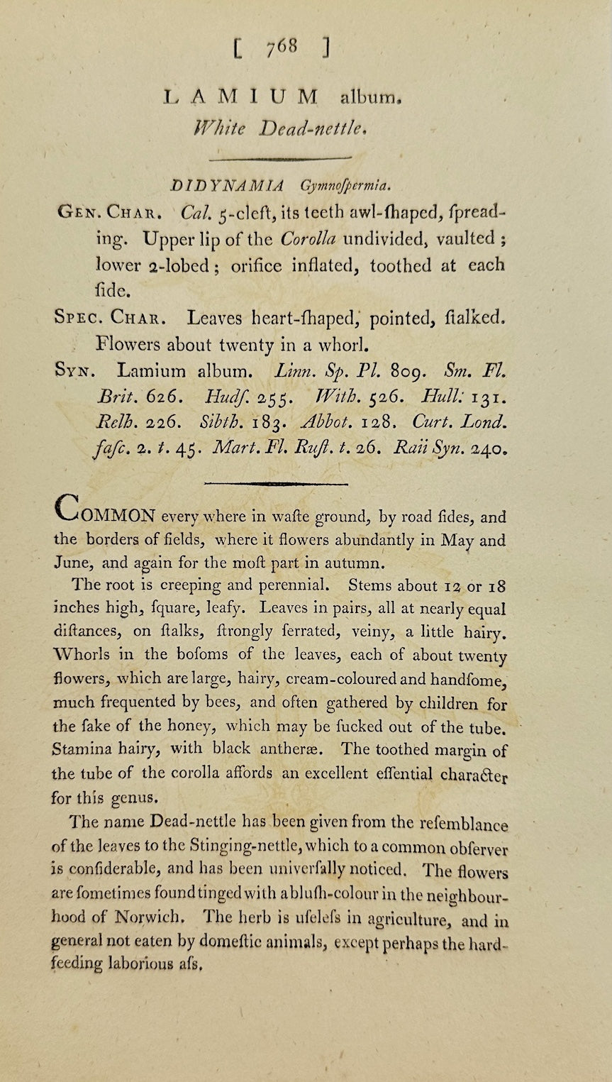 Antique Botanical Print - James Sowerby - Lamium Album - White Dead-nettle - F1