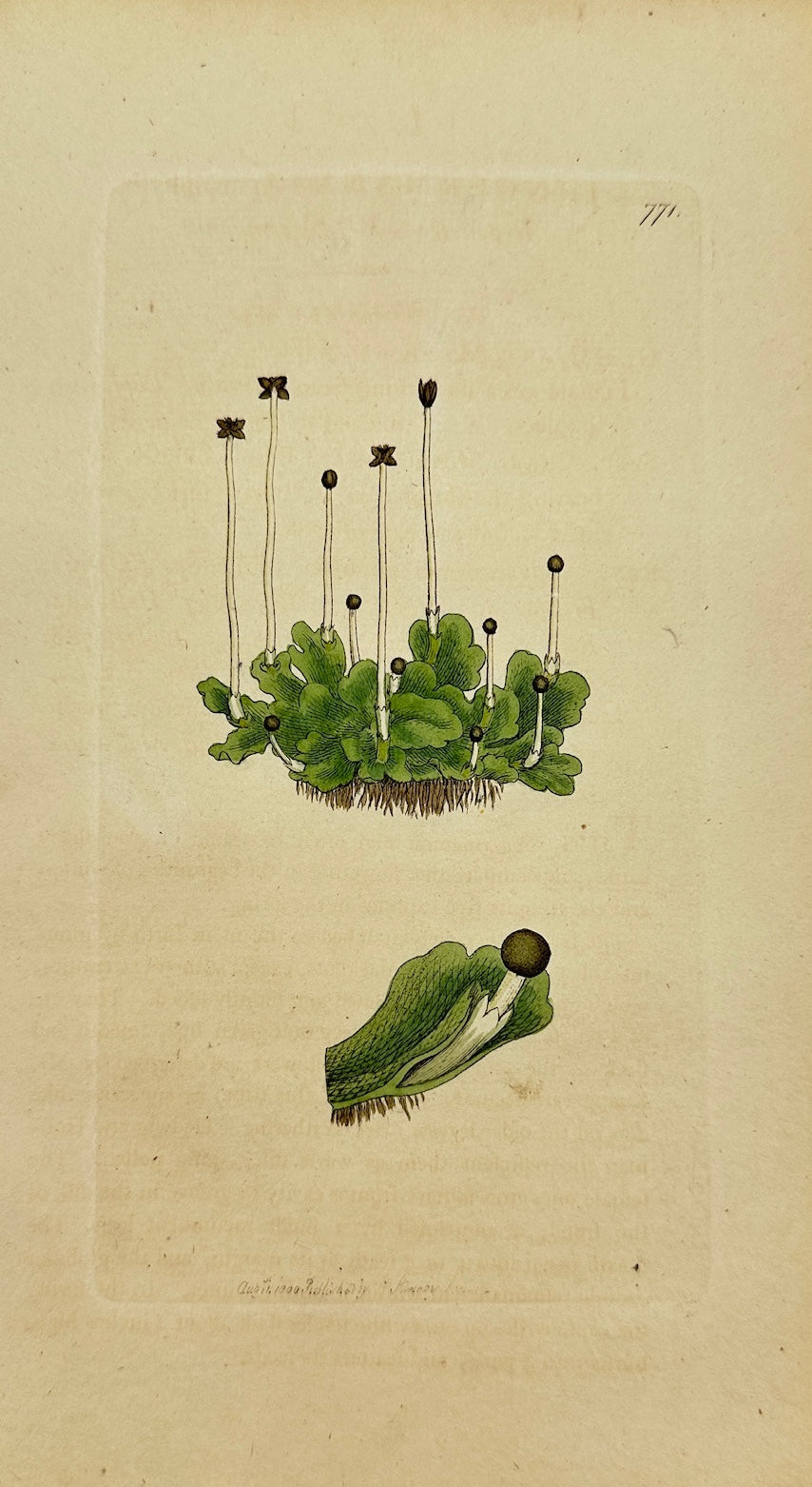Antique Print - Sowerby - Jungermannia Epiphylla - Epiphytic Liverwort - F1