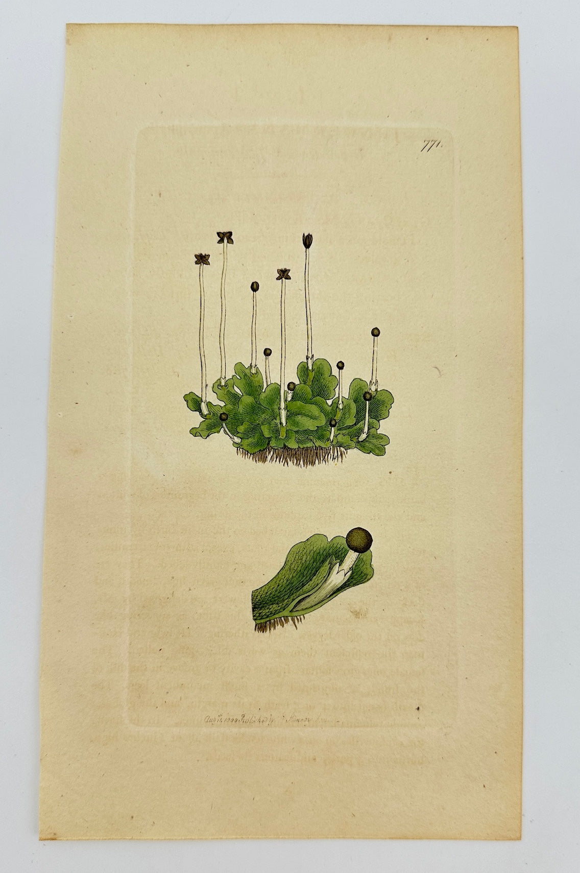 Antique Print - Sowerby - Jungermannia Epiphylla - Epiphytic Liverwort - F1