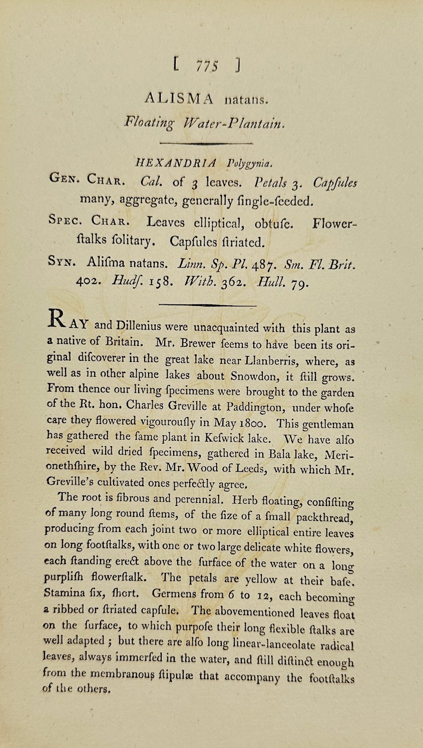 Antique Print - James Sowerby - Alisma Natans - Floating Water-plantain - F1