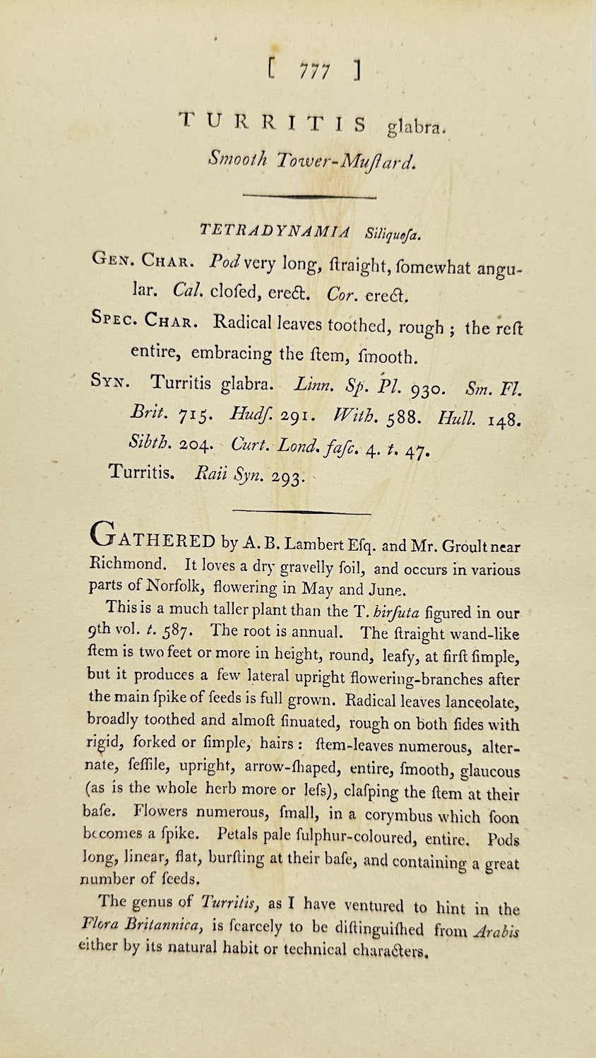 Antique Botanical Print - James Sowerby - Turritis Glabra - Tower Mustard - F1