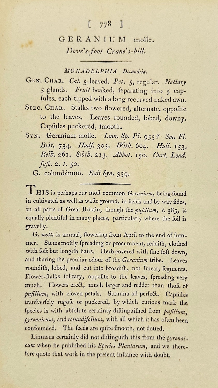 Antique Print - James Sowerby - Geranium Molle - Dove's-foot Cranesbill - F1