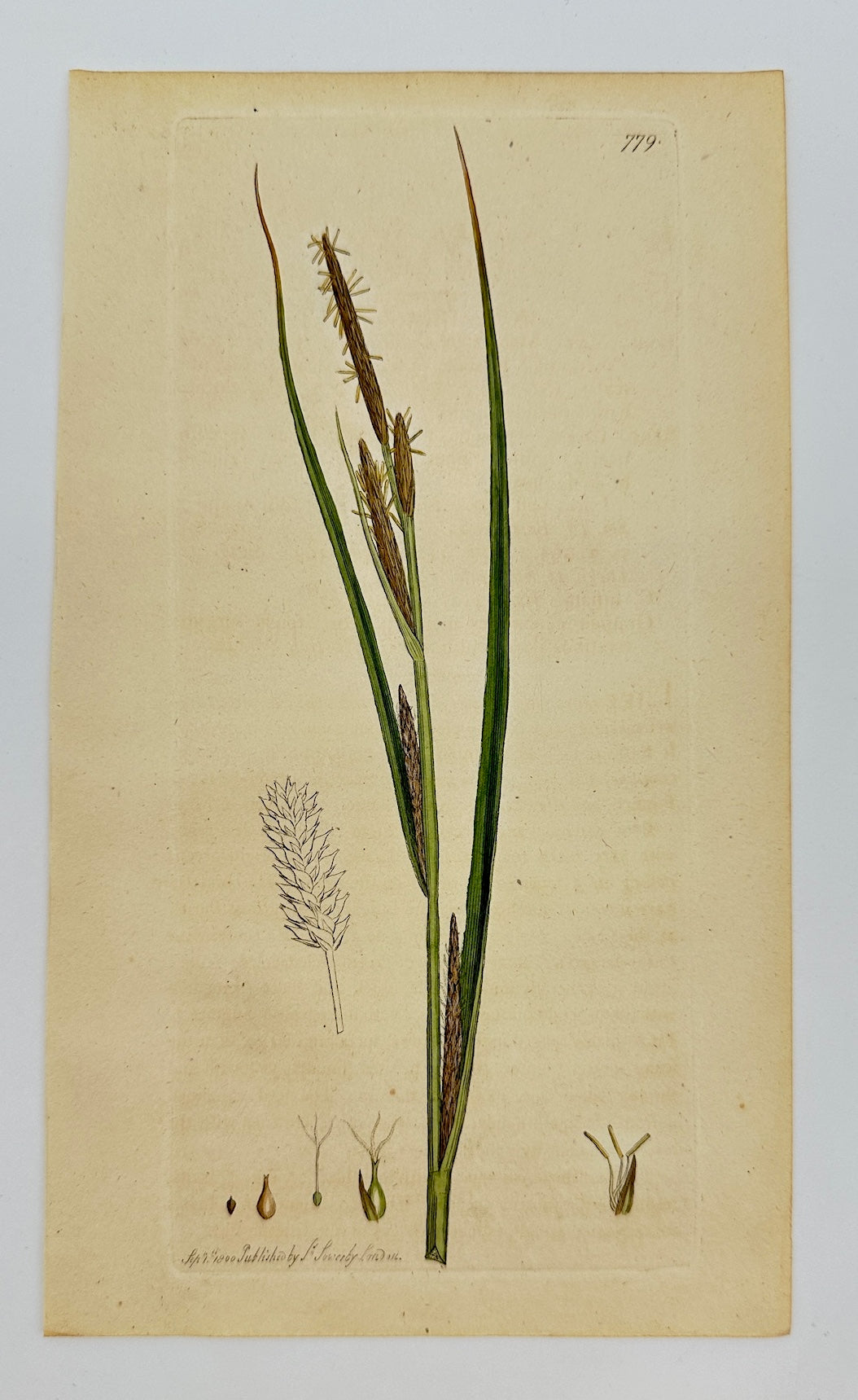 Antique Botanical Print - James Sowerby - Carex Vesicaria - Bladder Sedge - F1