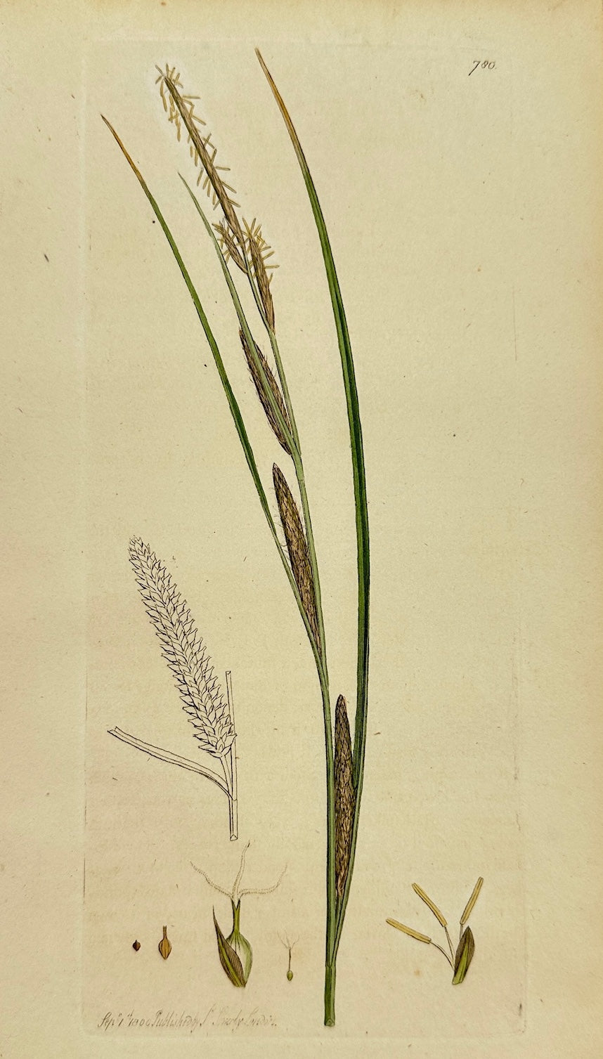 Antique Botanical Print - James Sowerby - Carex Ampullacea - Bottle Sedge - F1