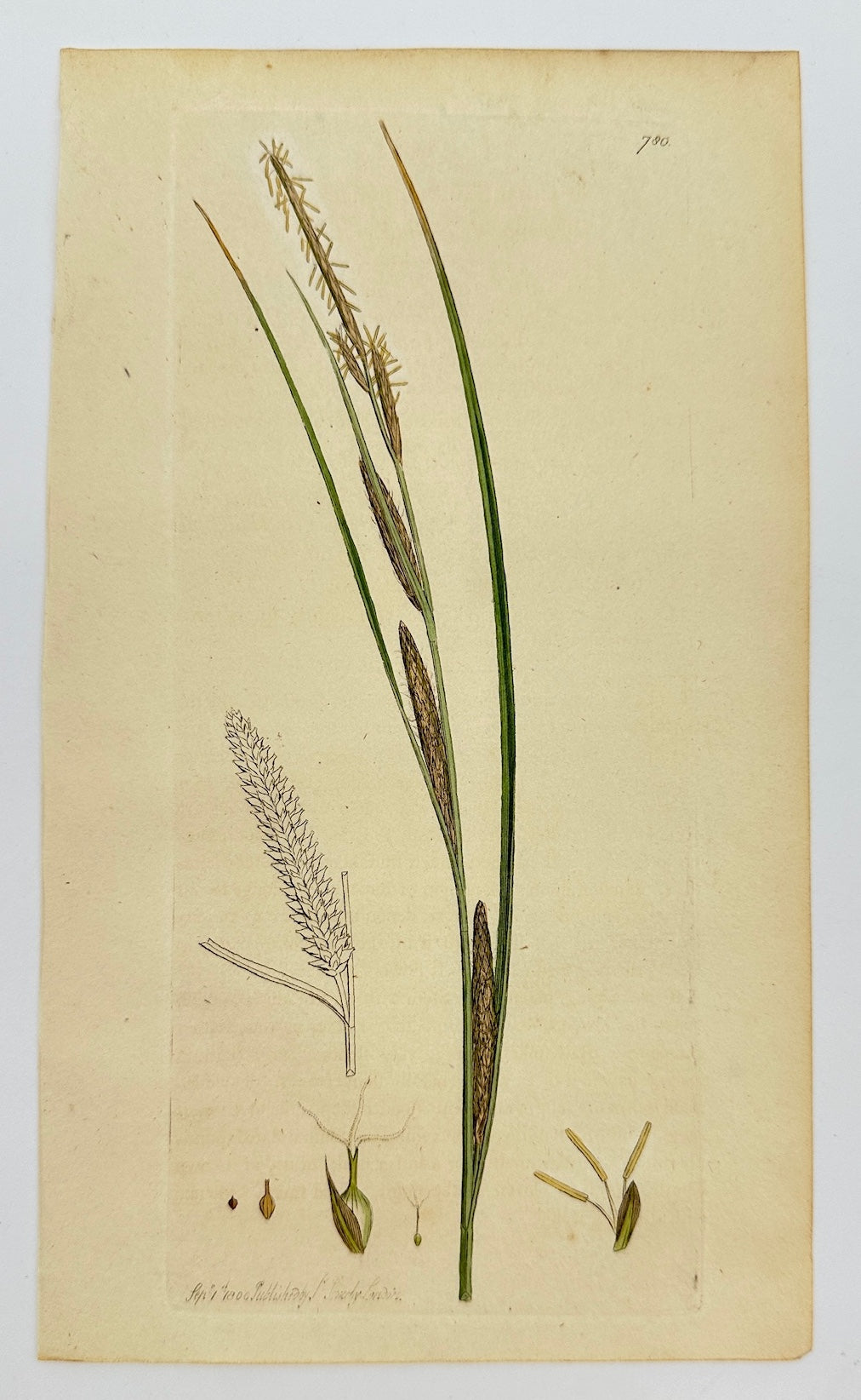 Antique Botanical Print - James Sowerby - Carex Ampullacea - Bottle Sedge - F1