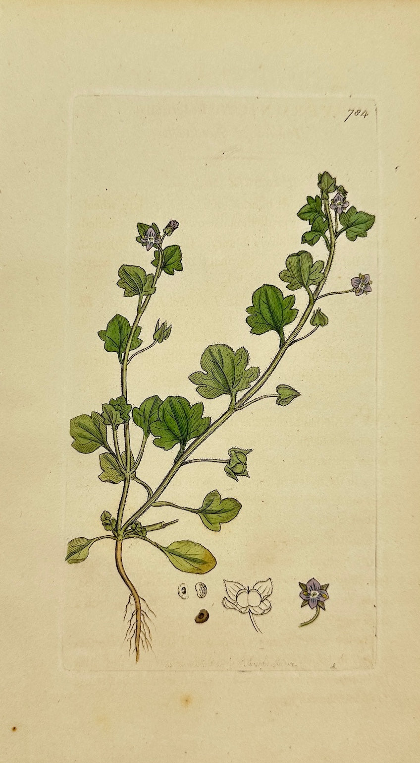 Antique Print - Sowerby - Veronica Hederifolia - Ivy-leaved Speedwell - F1