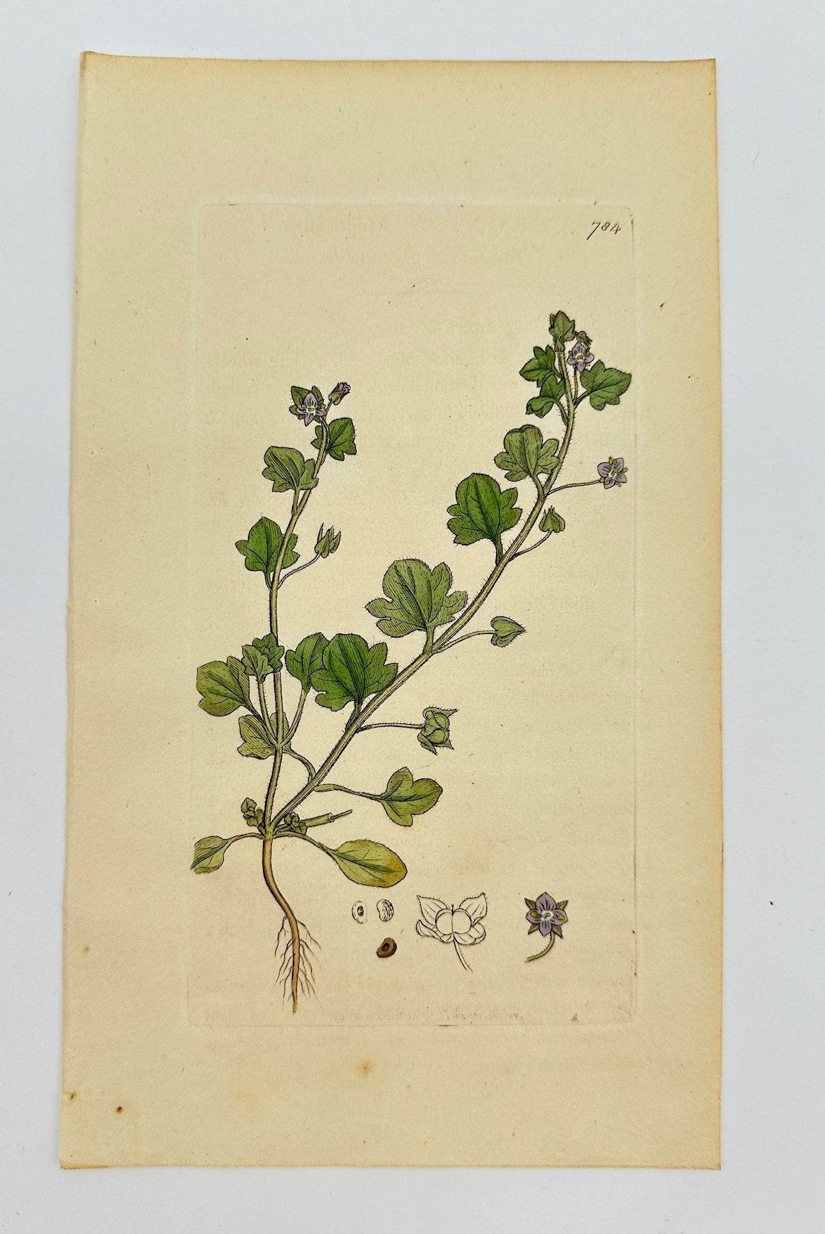 Antique Print - Sowerby - Veronica Hederifolia - Ivy-leaved Speedwell - F1