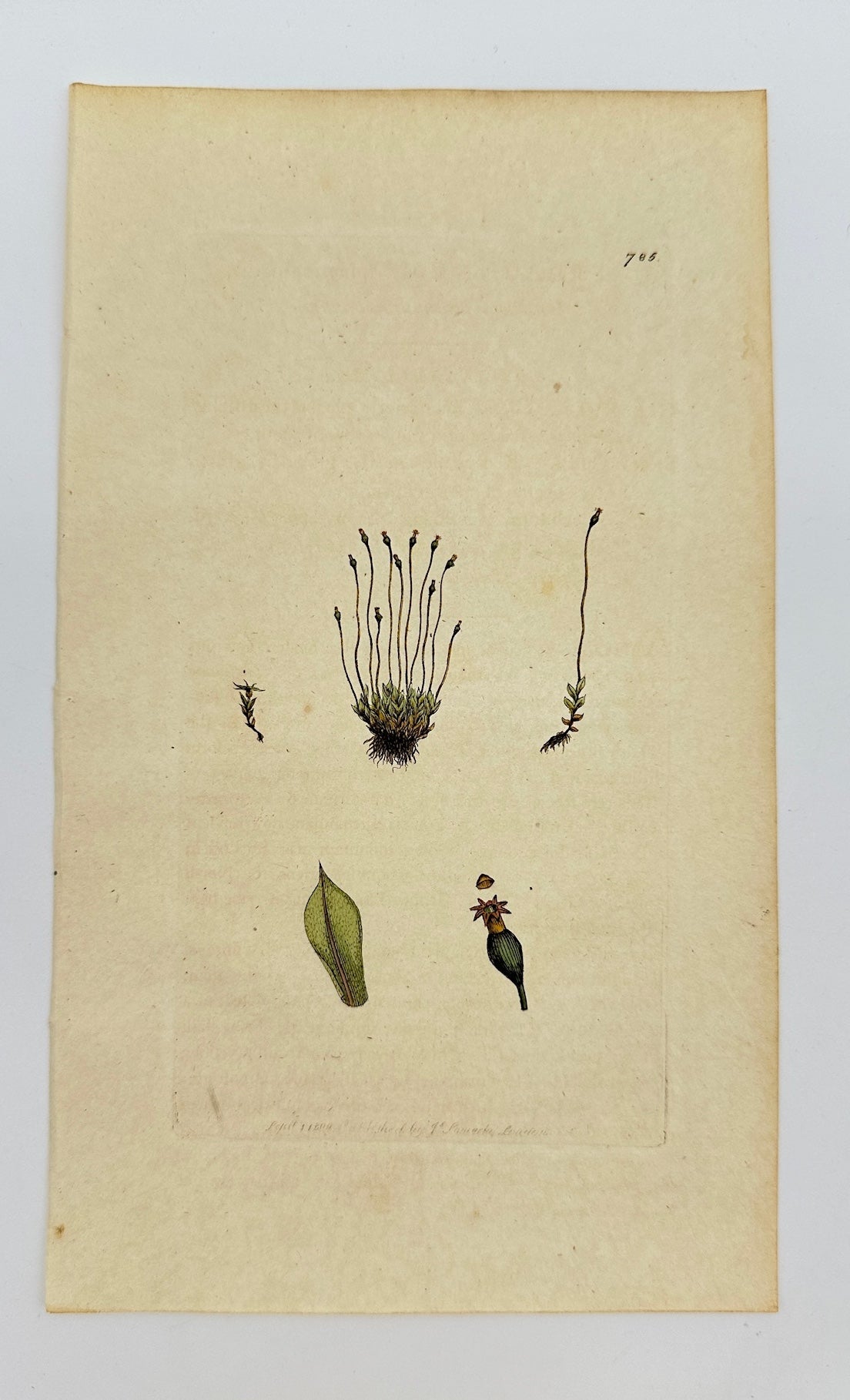 Antique Print - Sowerby - Splachnum Sphæricum - Round-headed Splachnum - F1
