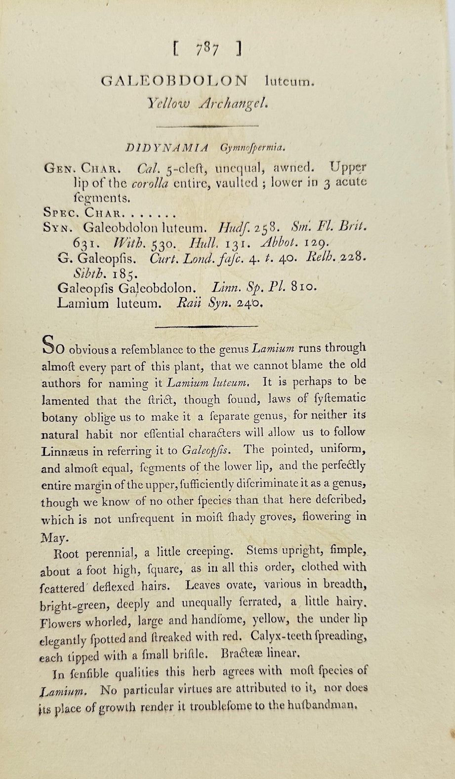 Antique Print - James Sowerby - Galeobdolon Luteum - Yellow Archangel - F1