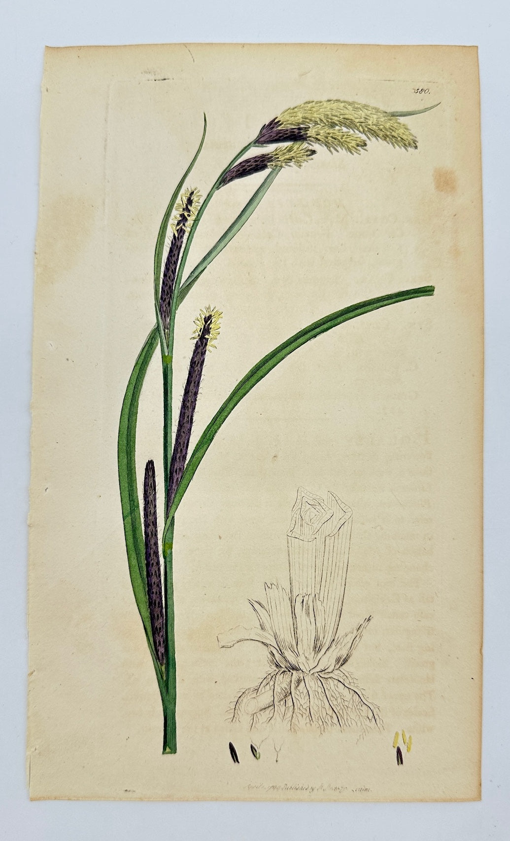 Antique Botanical Print - James Sowerby - Carex Acuta - Slender Sedge - F1