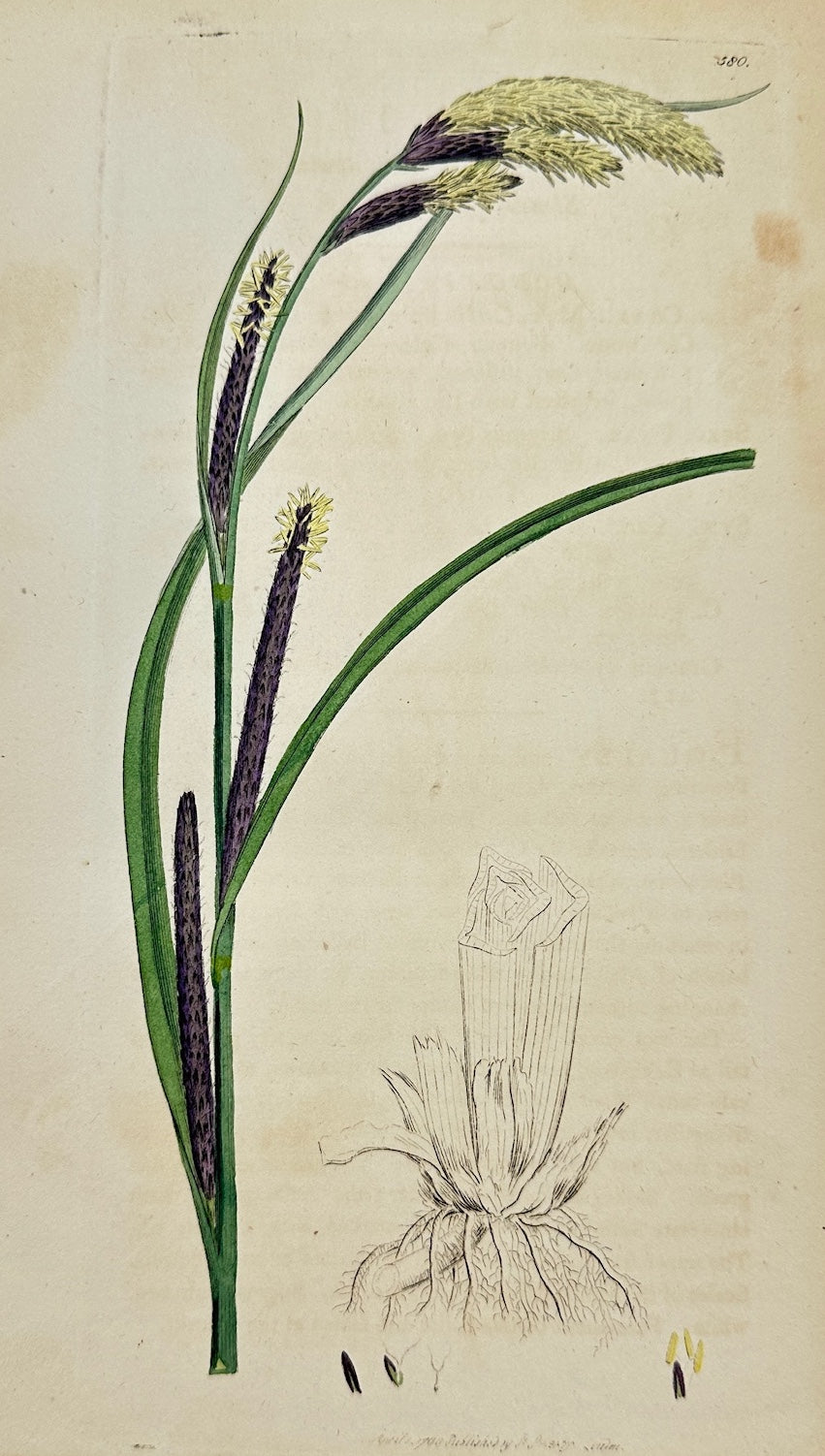 Antique Botanical Print - James Sowerby - Carex Acuta - Slender Sedge - F1