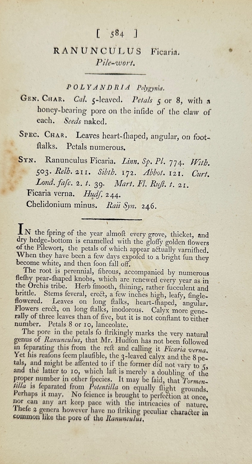 Antique Print - James Sowerby - Ranunculus Ficaria - Lesser Celandine - F1