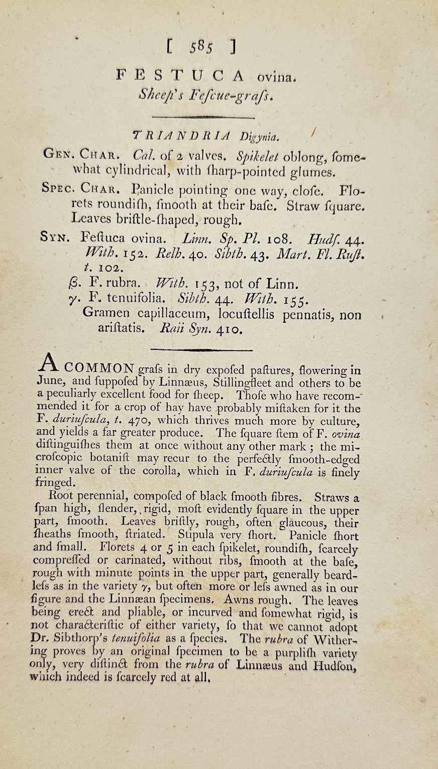 Antique Botanical Print - James Sowerby - Festuca Ovina - Sheep Fescue - F1