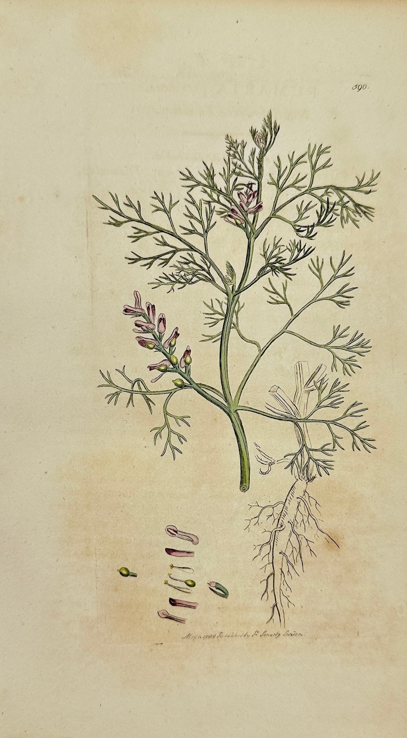 Antique Print - Sowerby - Fumaria Parviflora - Small-flowered Fumitory - F1