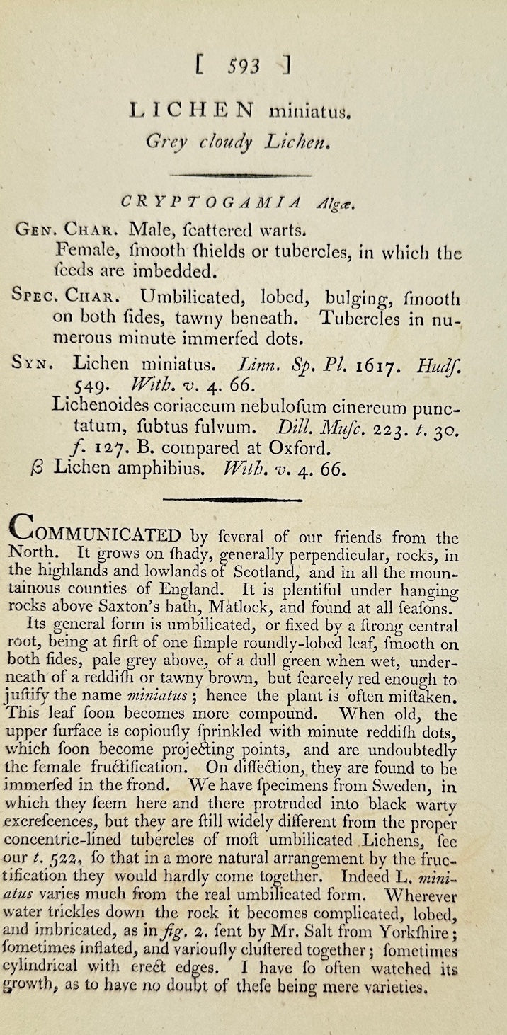 Antique Botanical Print - James Sowerby - Lichen Miniatus - Red Lichen - F1