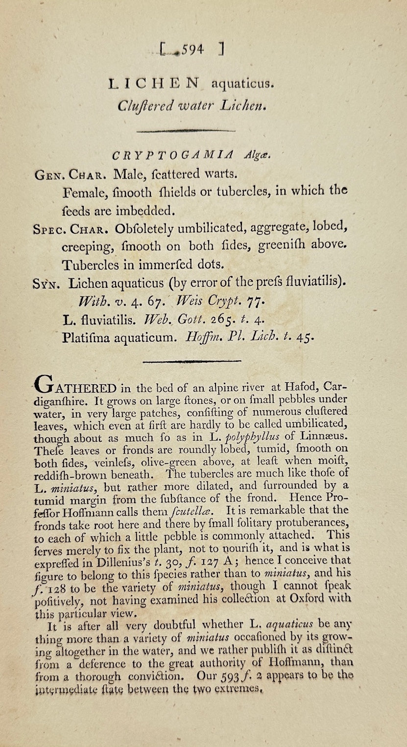 Antique Botanical Print - James Sowerby - Lichen Aquaticus - Aquatic Lichen - F1