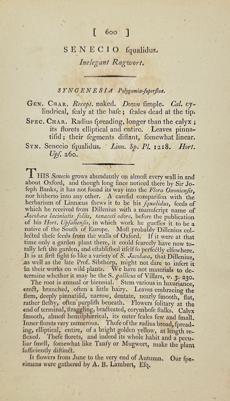 Antique Print - James Sowerby - Senecio Squarrosus - Squalid Groundsel - F1