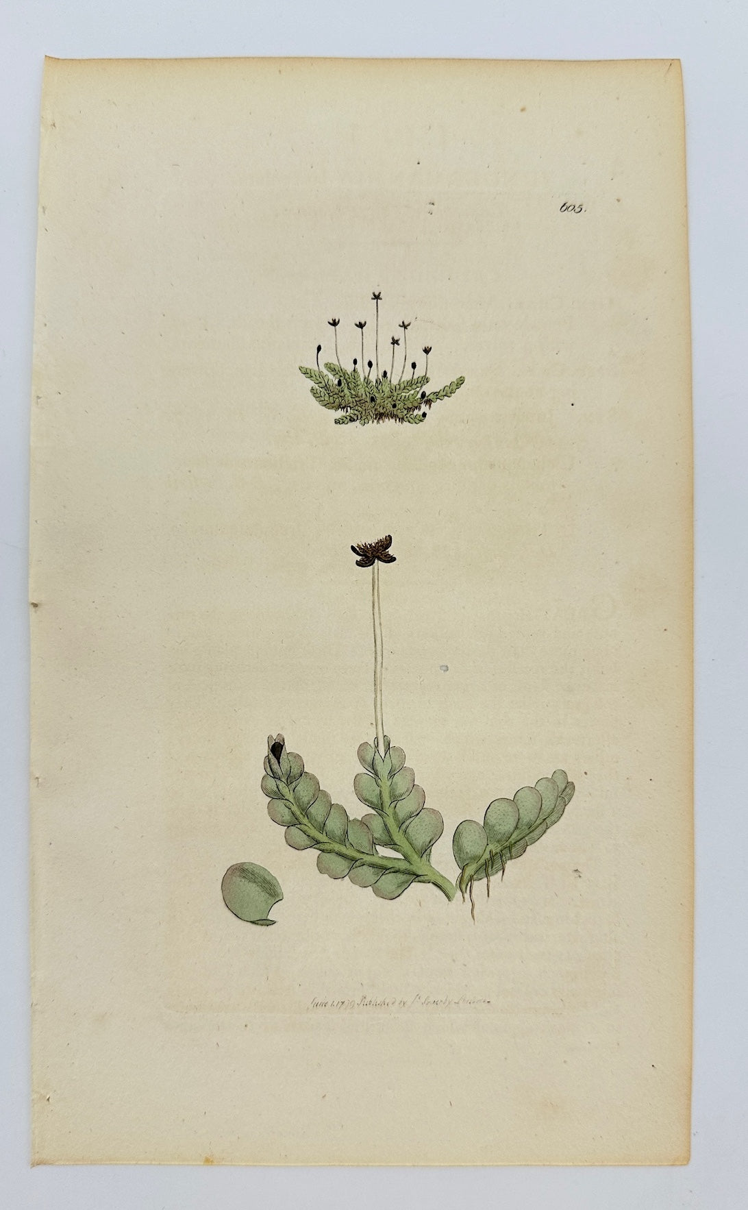 Antique Print - Sowerby - Jungermannia Lanceolata - Lance-leaved Liverwort - F1