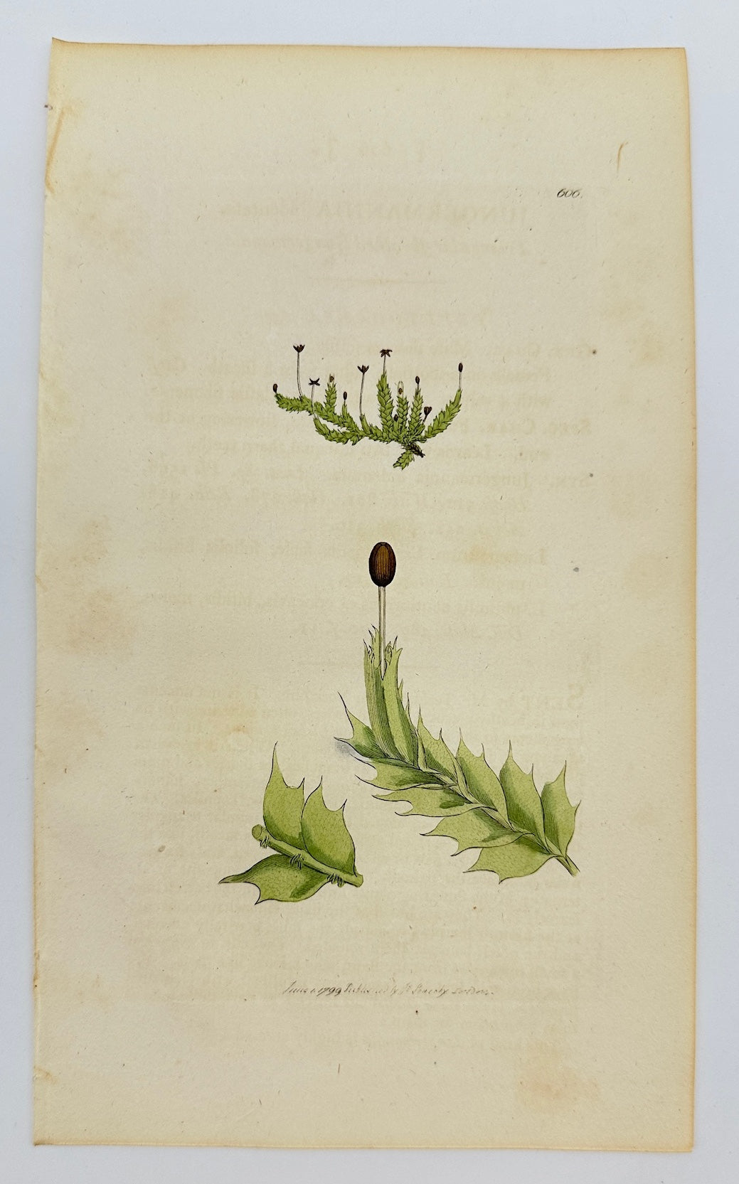 Antique Print - Sowerby - Jungermannia Bidentata - Two-toothed Liverwort - F1