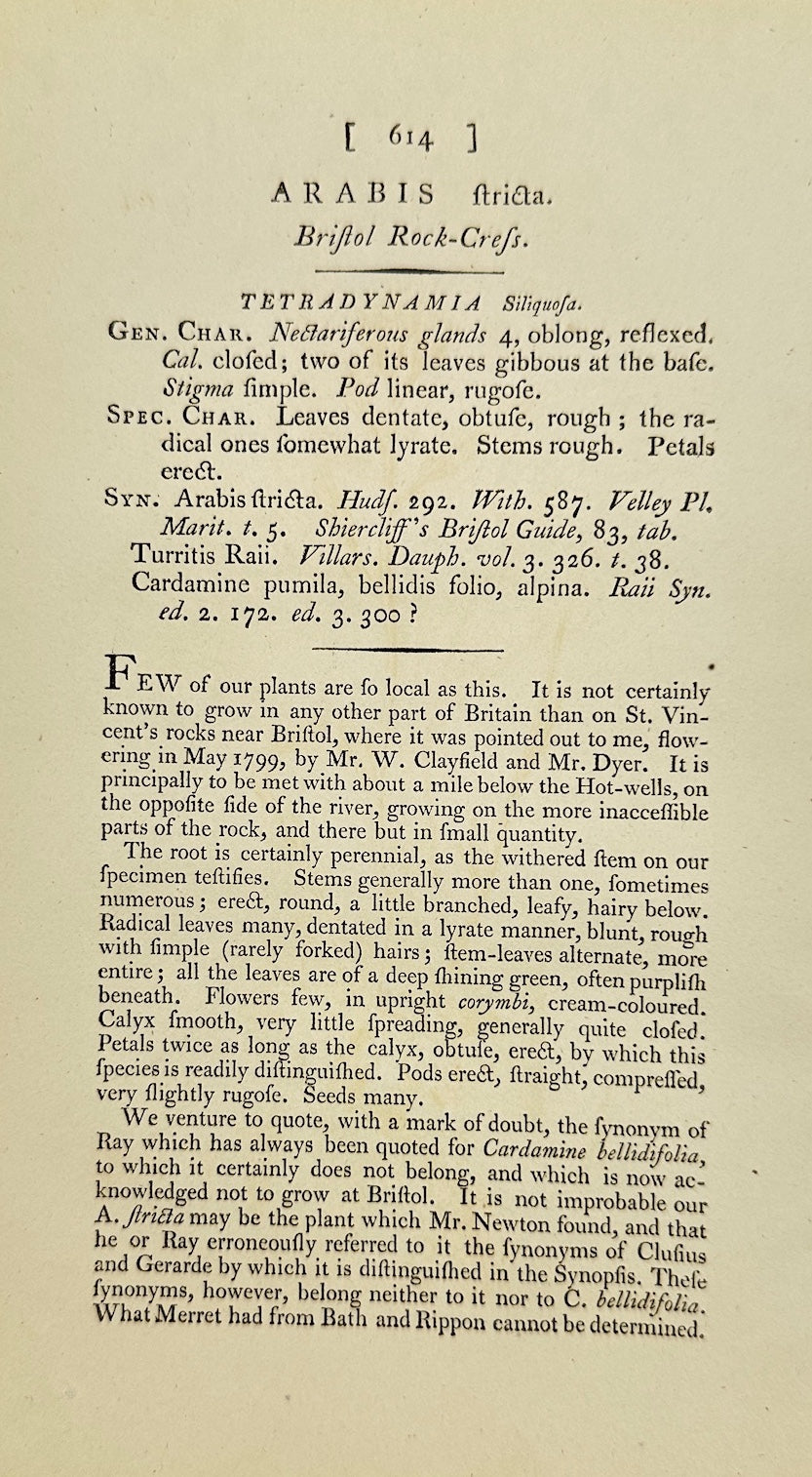 Antique Print - James Sowerby - Arabis Stricta - Upright Rockcress - F1