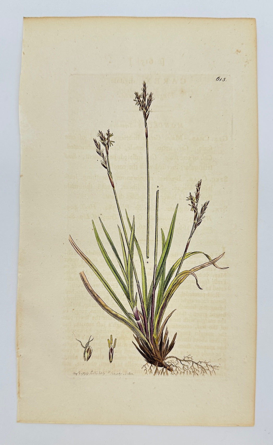 Antique Botanical Print - James Sowerby - Carex Digitata - Fingered Sedge - F1