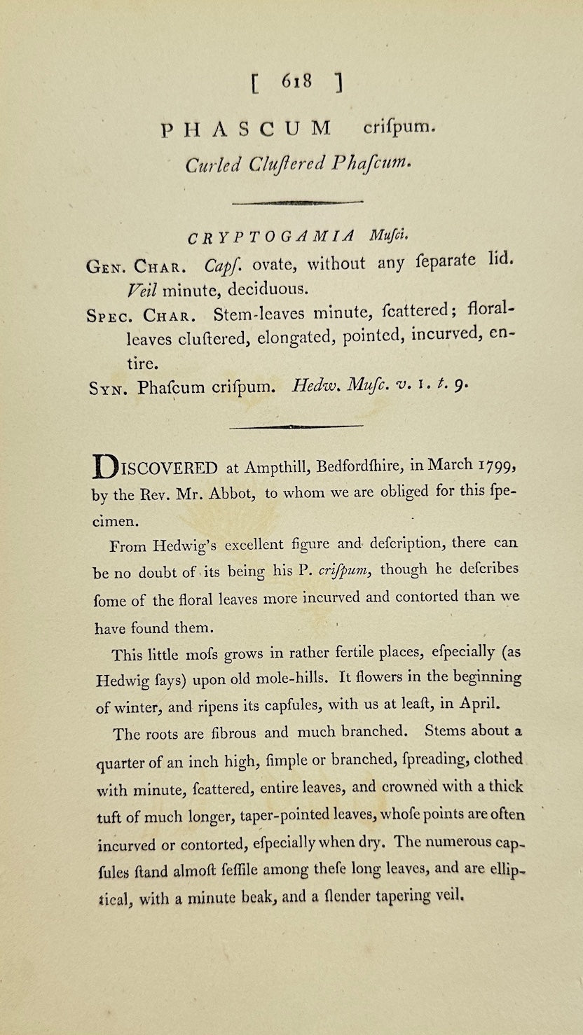 Antique Botanical Print - James Sowerby - Phascum Crispum - Curled Phascum - F1