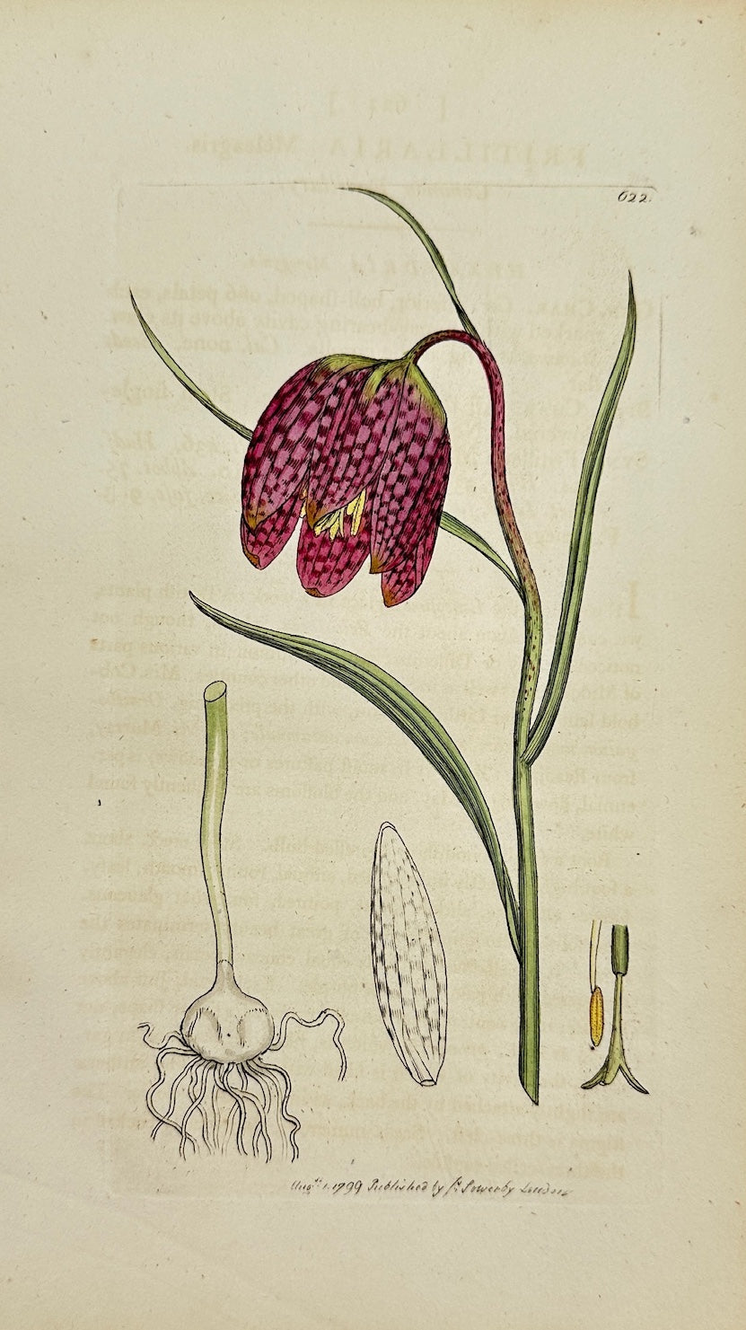 Antique Print - Sowerby - Fritillaria Meleagris - Snake's Head Fritillary - F1