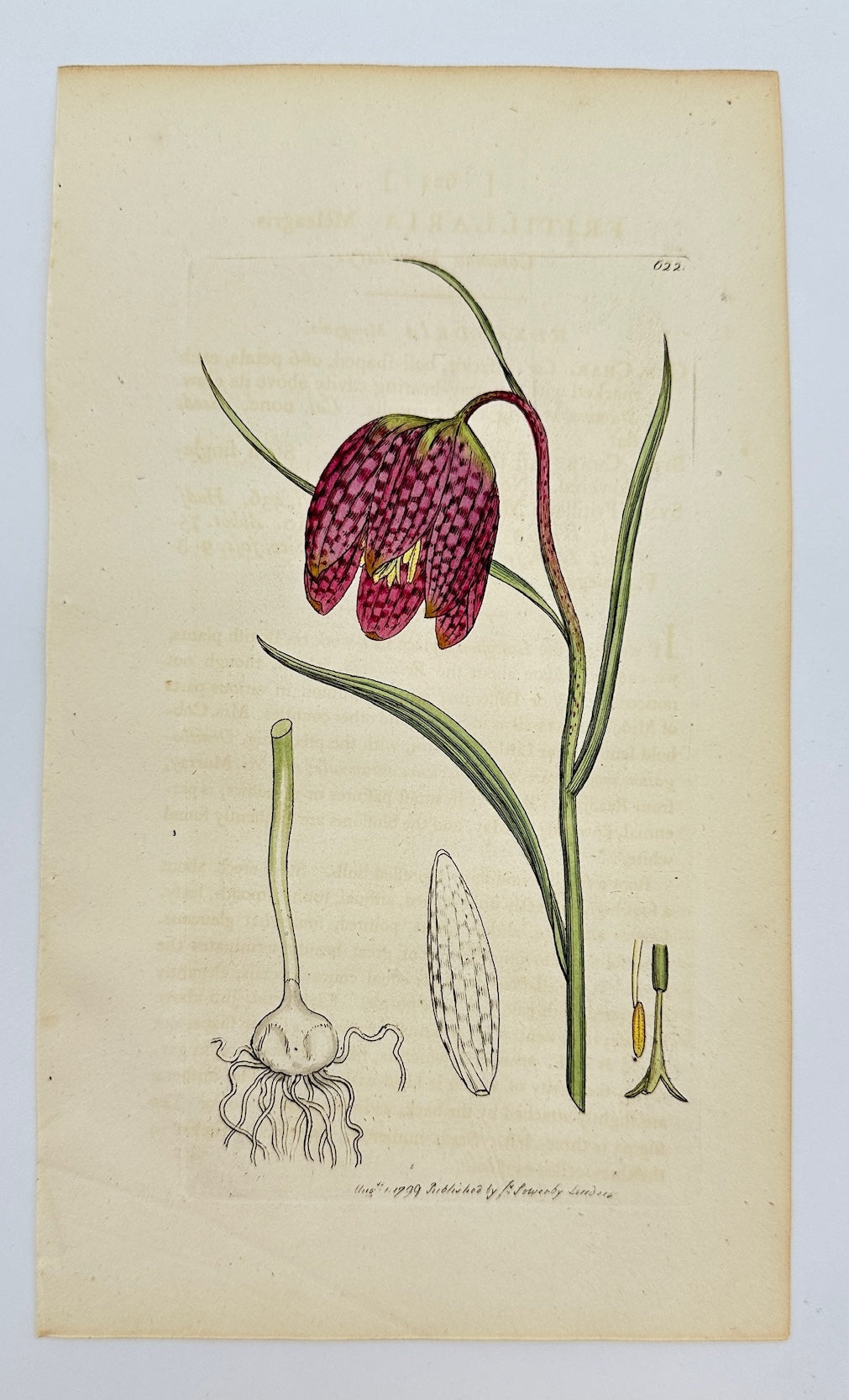 Antique Print - Sowerby - Fritillaria Meleagris - Snake's Head Fritillary - F1