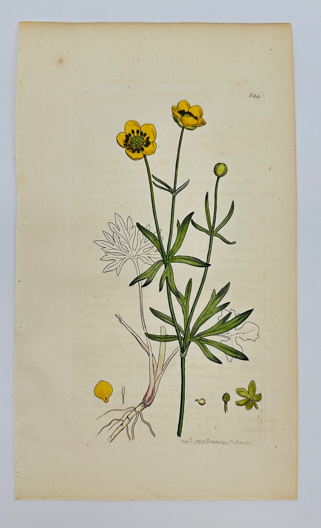 Antique Print - Sowerby - Ranunculus Auricomus - Goldilocks Buttercup - F1