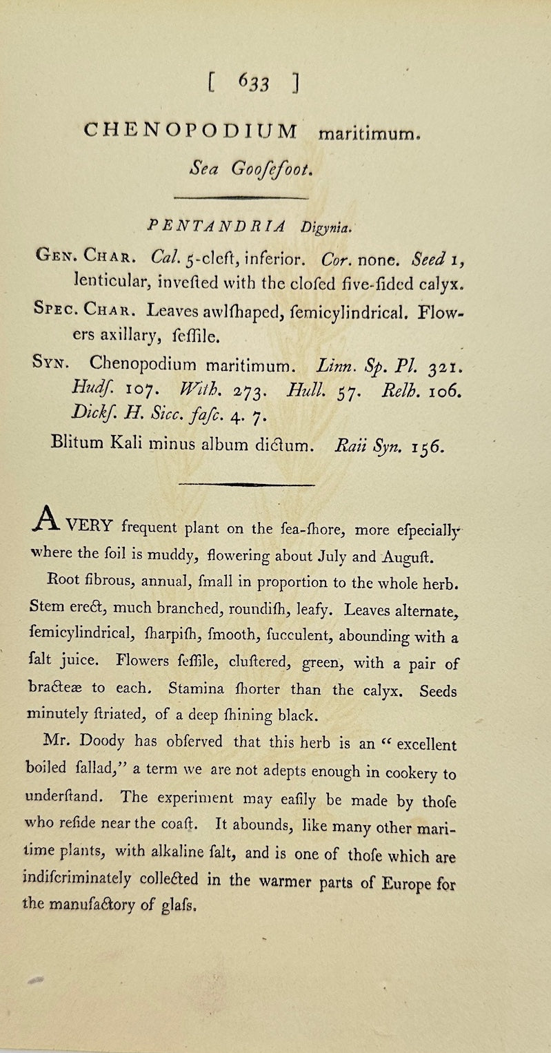 Antique Print - James Sowerby - Chenopodium Maritimum - Sea Goosefoot - F1