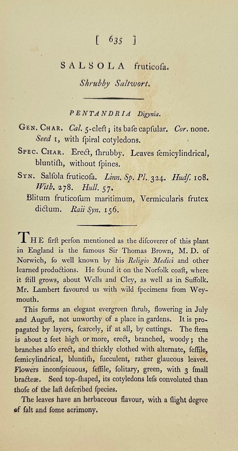 Antique Print - James Sowerby - Salsola Fruticosa - Bushy Saltwort - F1