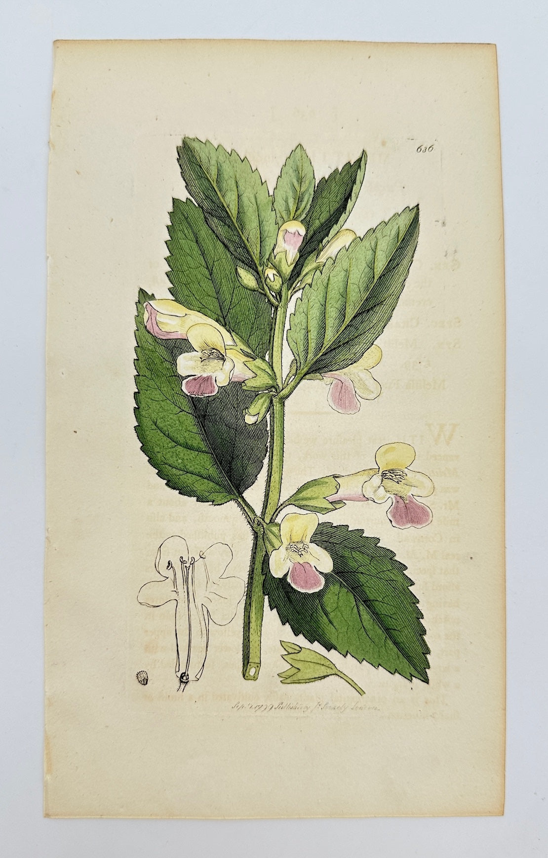 Antique Print - Sowerby - Melittis Grandiflora - Large-flowered Melittis - F1