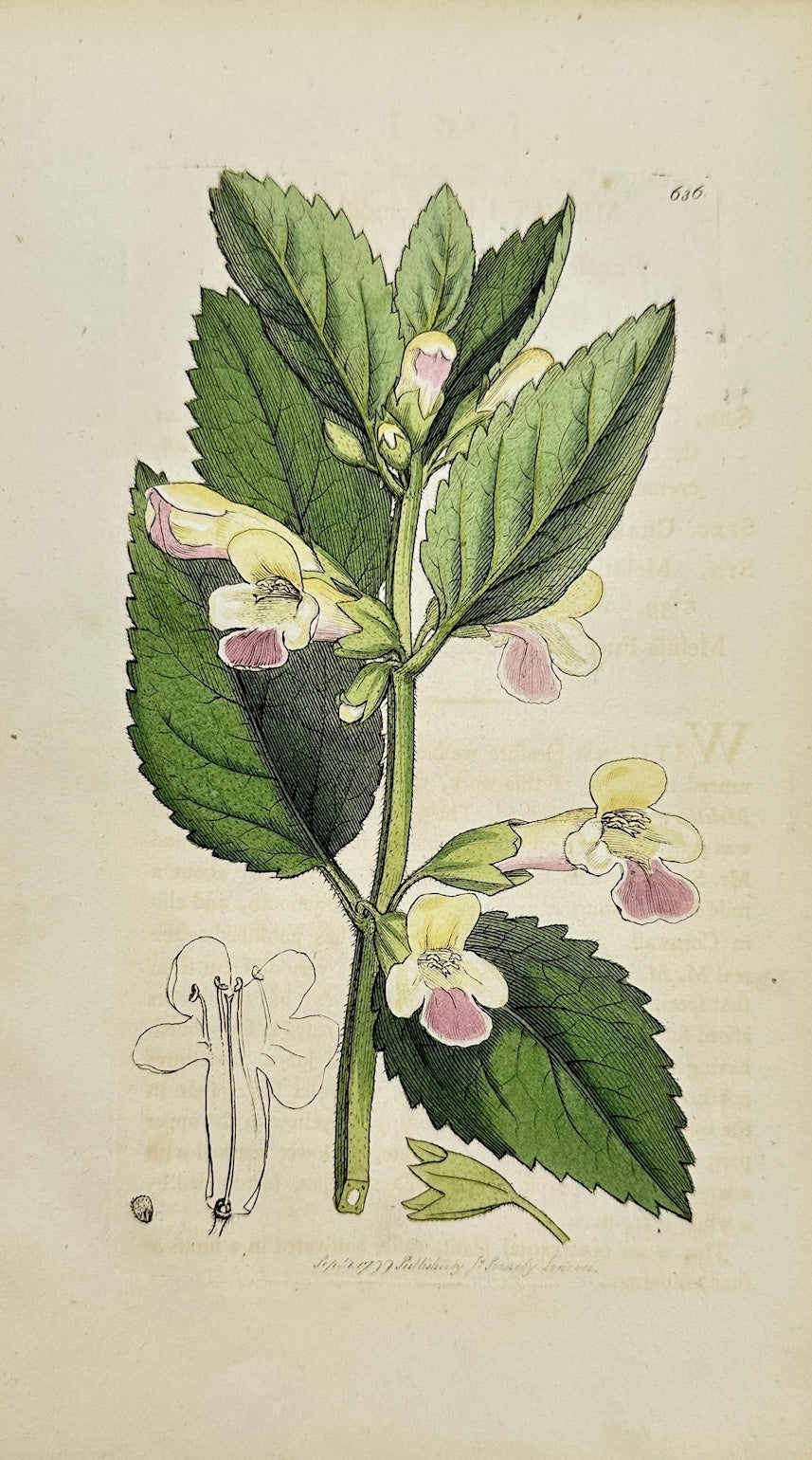 Antique Print - Sowerby - Melittis Grandiflora - Large-flowered Melittis - F1