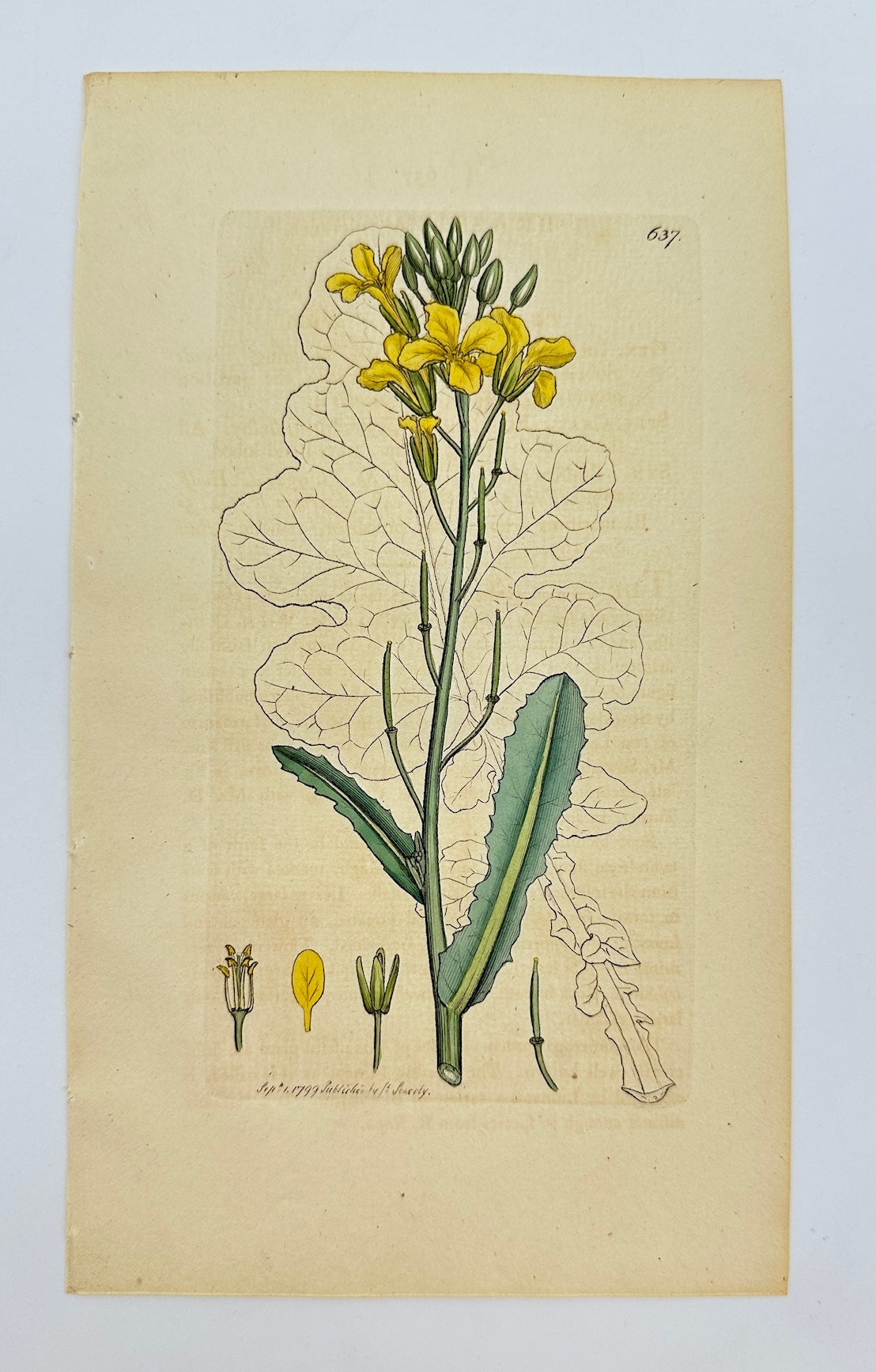 Antique Botanical Print - James Sowerby - Brassica Oleracea - Wild Cabbage - F1