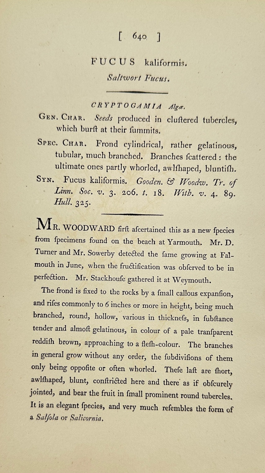 Antique Print - James Sowerby - Fucus Kaliformis - California Fucus - F1
