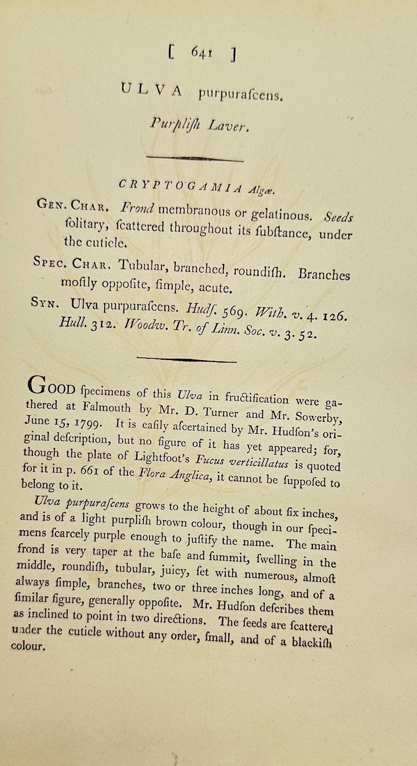 Antique Print - James Sowerby - Ulva Purpurascens - Purple Sea Lettuce - F1