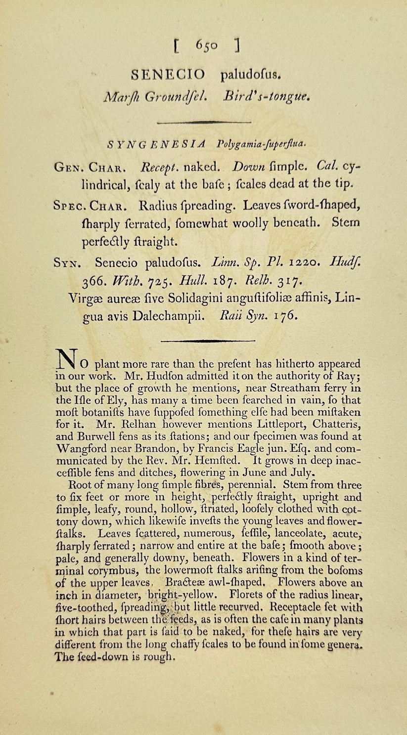 Antique Botanical Print - James Sowerby - Senecio Paludosus - Marsh Ragwort - F1
