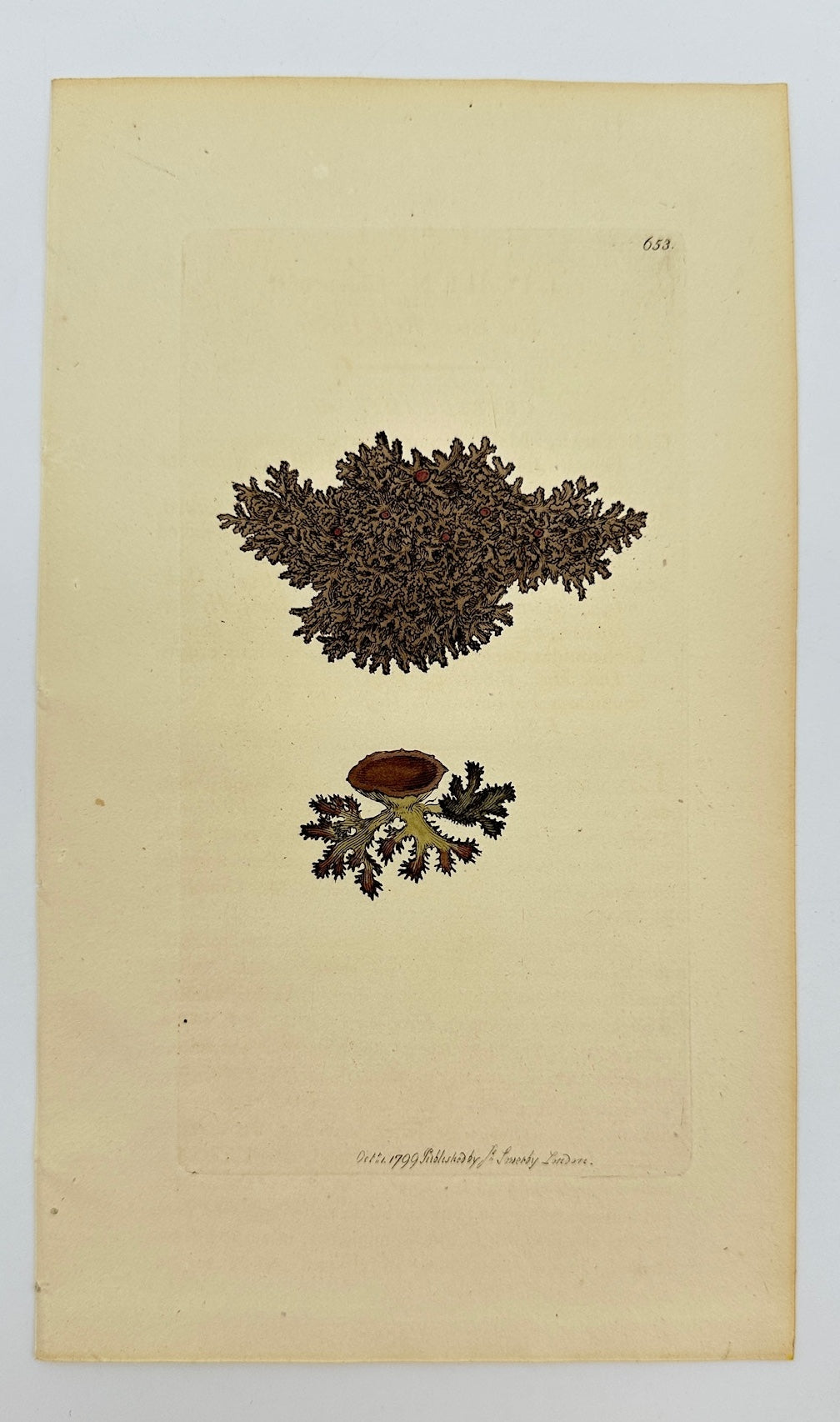 Antique Print - Sowerby - Lichen Fahlunenfis - Flat Black Rock Lichen - F1