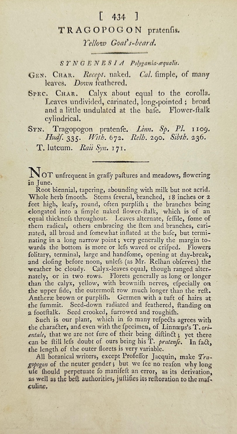 Antique Print - James Sowerby - Tragopogon Pratensis - Common Salsify - F1