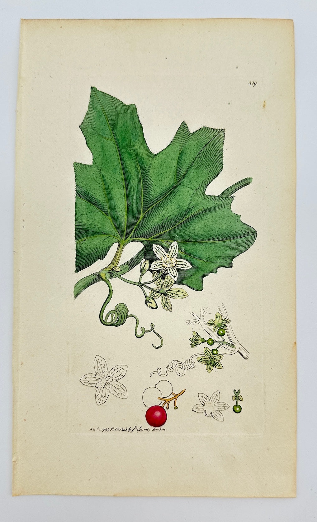 Antique Botanical Print - James Sowerby - Bryonia Dioica - White Bryony - F1
