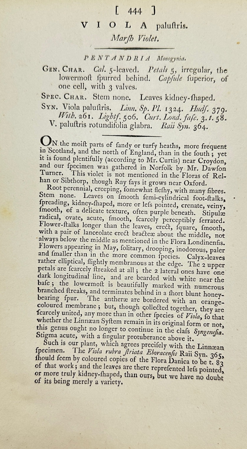 Antique Botanical Print - James Sowerby - Viola Palustris - Marsh Violet - F1