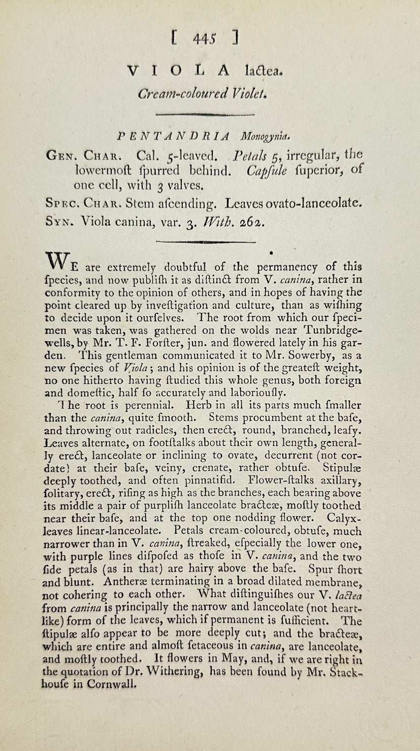 Antique Botanical Print - James Sowerby - Viola Lactea - Pale Dog Violet - F1