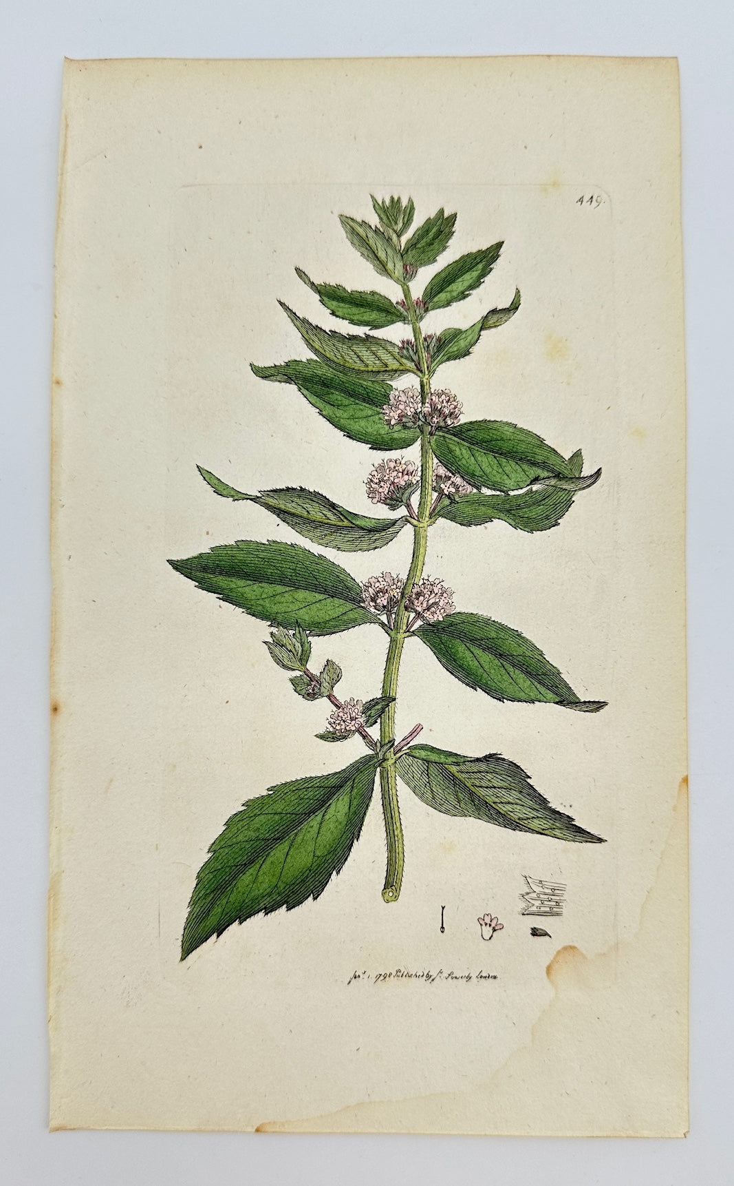 Antique Botanical Print - James Sowerby - Mentha Gentilis - Ginger Mint - F1