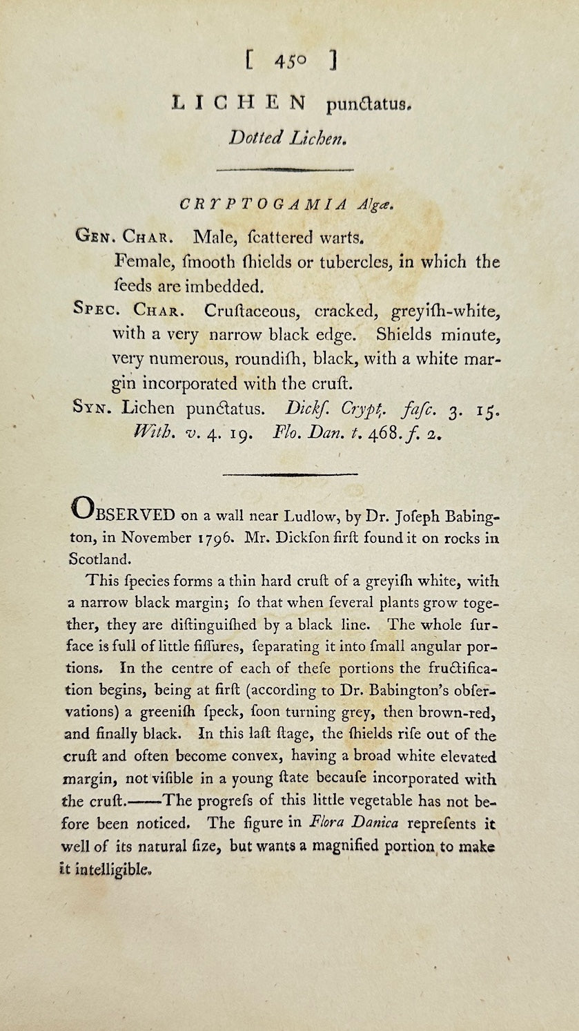 Antique Botanical Print - James Sowerby - Lichen Punctatus - Dotted Lichen - F1